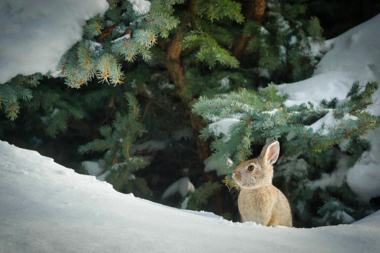Lapin de Pâques dans la neige
