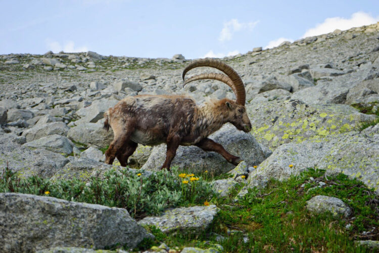 Wildschutz Steinbock